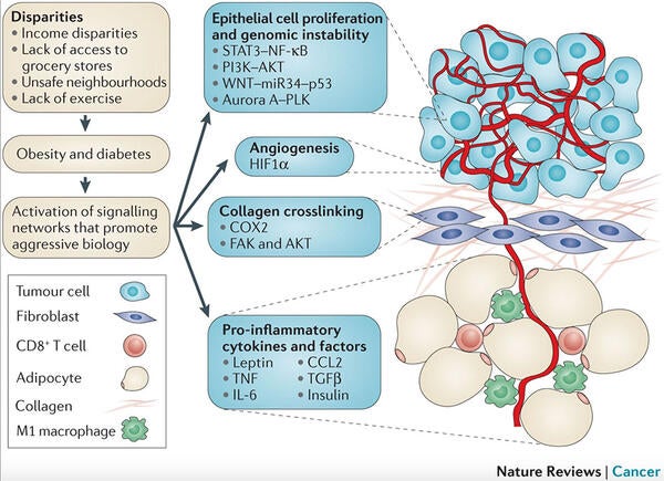 Proposed model of how disparities might drive signalling pathways associated with aggressive biology in TNBC.